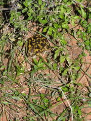 Uperodon systoma