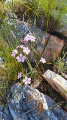 Acmadenia tetragona