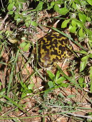 Uperodon systoma