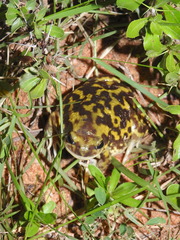 Uperodon systoma