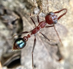 Myrmecia regularis
