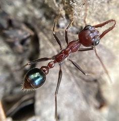 Myrmecia regularis