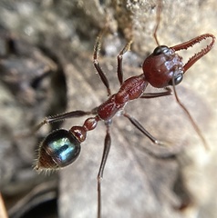 Myrmecia regularis