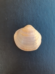 Bivalvia