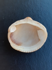 Bivalvia