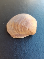 Bivalvia