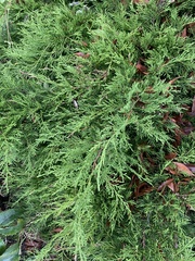 Juniperus foetidissima