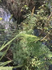 Osmunda spectabilis image