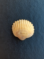 Bivalvia