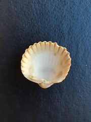 Bivalvia