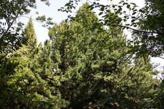 Sciadopitys verticillata