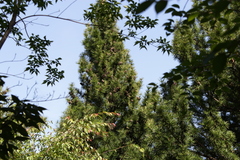 Sciadopitys verticillata