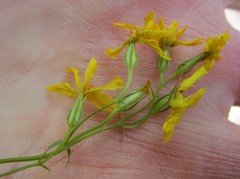 Sebaea grisebachiana