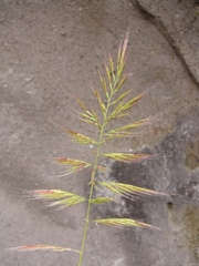 Festuca ligustica