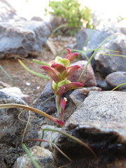 Lapeirousia pyramidalis