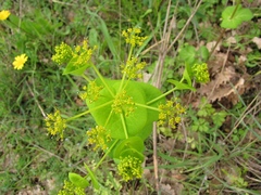 Smyrnium perfoliatum rotundifolium