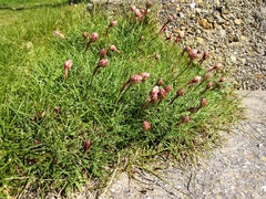 Armeria maritima maritima