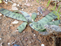 Ledebouria apertiflora