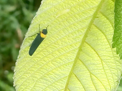 Barbinolla costaricensis