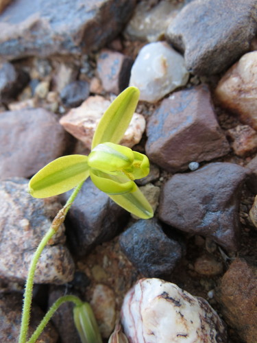 Albuca namaquensis
