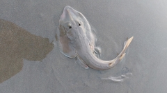 Glaucostegus obtusus