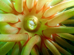 Cribrinopsis similis