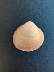 Bivalvia