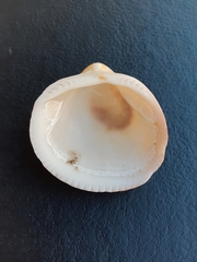 Bivalvia