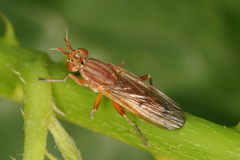 Elgiva solicita