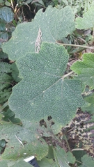 Rubus reflexus