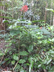 Clerodendrum speciosissimum