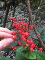 Clerodendrum speciosissimum