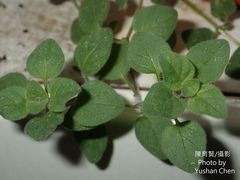 Lysimachia japonica
