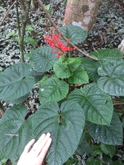 Clerodendrum speciosissimum