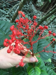Clerodendrum speciosissimum