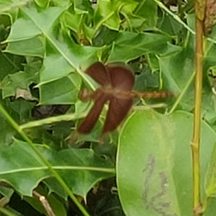 Neurothemis fluctuans