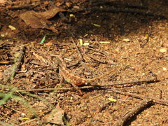 Sitana marudhamneydhal