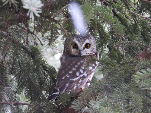 Northern Saw-whet Owl