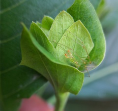 Tetragnatha squamata