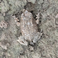 Duttaphrynus melanostictus