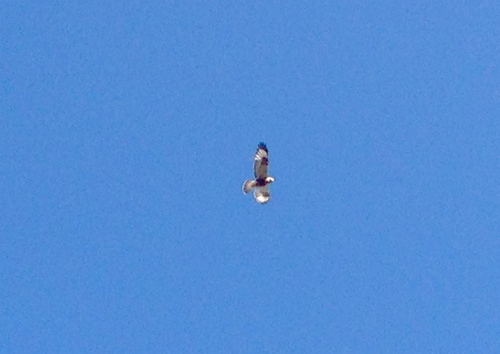 Buteo lagopus