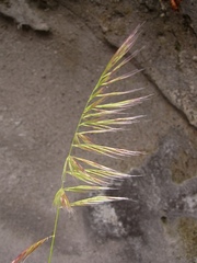 Festuca ligustica