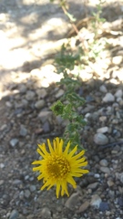 Grindelia inuloides