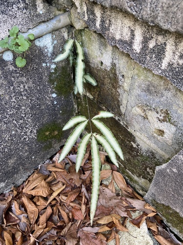 Pteris nipponica iNat (2)