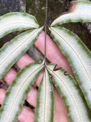Pteris parkeri
