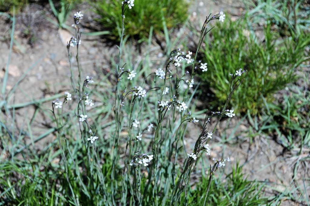 drummond's rockcress from Grand County, CO, USA on June 13, 2014 at 11: ...