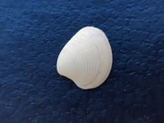 Bivalvia