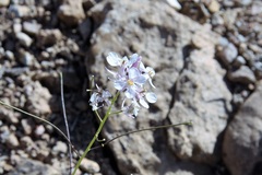 Thelypodiopsis elegans