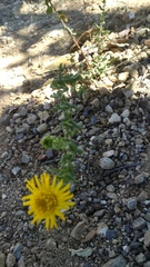 Grindelia inuloides