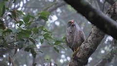 Rupornis magnirostris